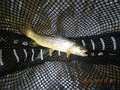 Oct 4, 2013 Breeches 004
